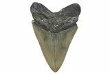 Serrated, Fossil Megalodon Tooth - North Carolina #345652-2